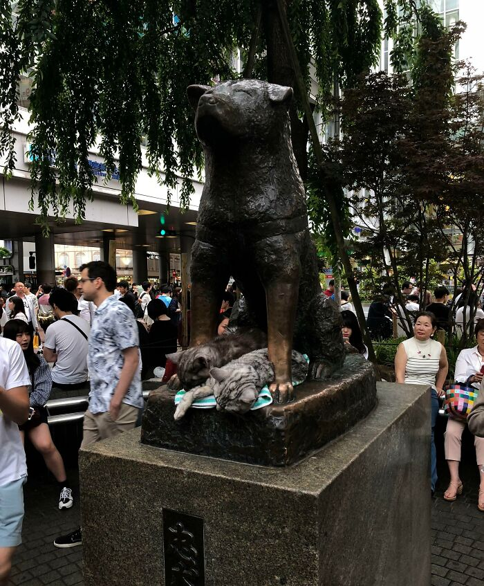 Những chú mèo ngủ dưới tượng Hachiko ở ga Shibuya.