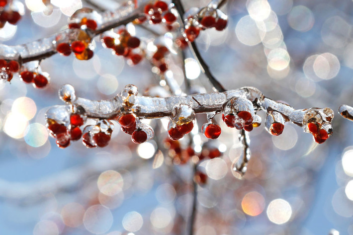 Quả Holly "đóng băng" trong cái lạnh giá của mùa đông ở Nyack, New York, Mỹ.
