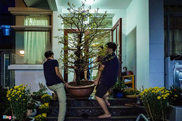 Anh Tài khuân cây mai vừa vận chuyển từ nhà vườn về. Theo anh, cây mai này là của gia đình mua vài năm trước đây, cứ mỗi dịp tết lại mang về trưng bày. Sau tết, gia đình anh Tài lại vận chuyển về nhà vườn ở Bình Chánh nhờ người quen chăm sóc.