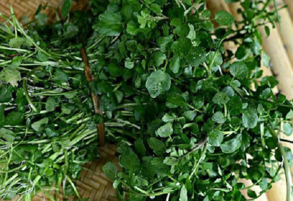 Loại rau này chứa nhiều vitamin K, vitamin C và vitamin A. Các loại rau họ cải có chất chống oxy hóa mạnh, giúp ngăn ngừa tổn thương tế bào có thể gây ung thư và các bệnh khác".