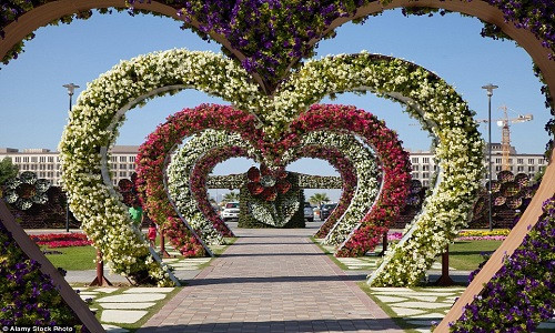 Dubai Miracle Garden ở Các Tiểu vương quốc Ả-rập Thống nhất (UAE) là một trong những khu vườn lớn nhất thế giới với diện tích 7,2 ha.