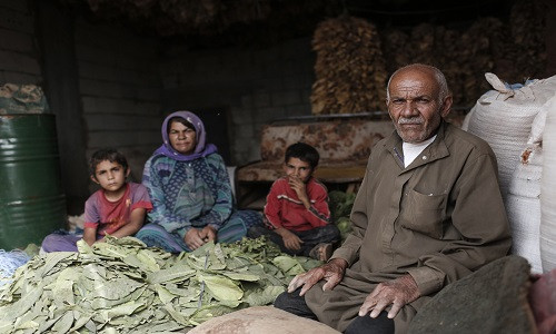 Ayad, 74 tuổi, chuẩn bị lá thuốc cùng với vợ ông, Leila, 64 tuổi, và hai người con của họ tại một khu định cư ở thung lũng Bekaa, Lebanon. Được biết, gia đình Ayad đã sơ tán khỏi tỉnh Hama (Syria) sau khi ngôi làng của ông bị tấn công.