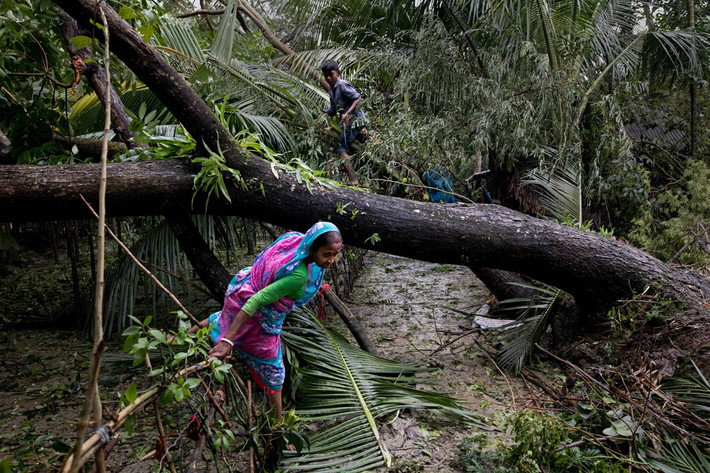 Ít nhất 4.589 cây xanh đã bị quật đổ trong trận lốc Bulbul ở vùng Sundarbans.