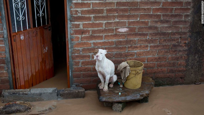 Một chú chó ngồi bên ngoài ngôi nhà bị ngập ở Zoatlan, Mexico, ngày 24/10.