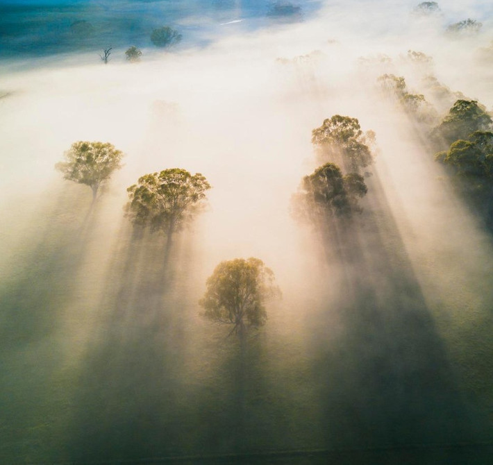 Áng nắng mặt trời xuyên qua làn sương mù tạo nên khung cảnh mờ ảo ở Hartley, Australia.