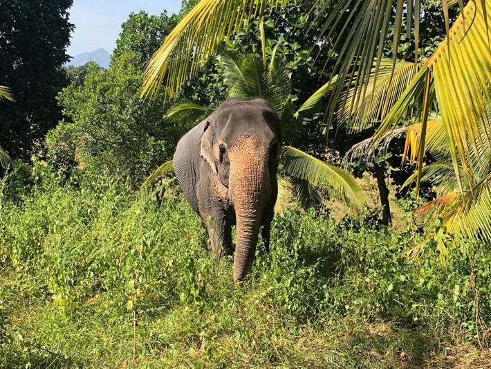 Sri Lanka có khoảng 5.800 con voi hoang dã trong các công viên quốc gia. Đây là nước có “mật độ” voi cao nhất ở Châu Á.