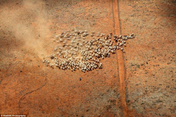 Anna Creek Station, nằm ở Australia, hiện là trại chăn nuôi gia súc lớn nhất thế giới. Ảnh: WP.
