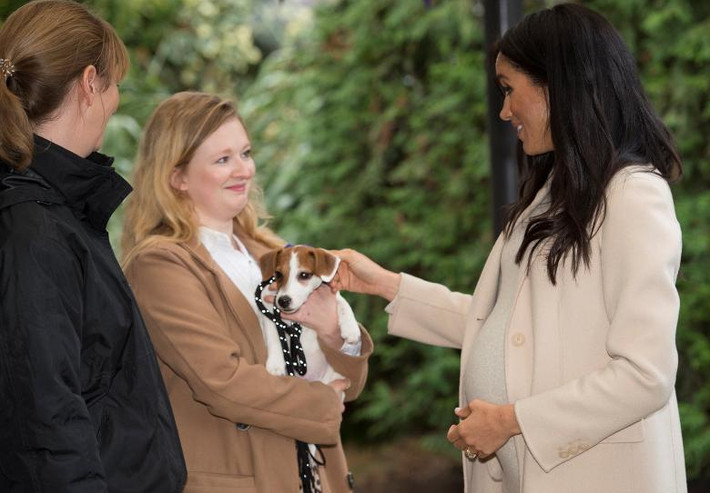 Công nương Anh vuốt ve chú chó Jack Russell "Maggi" trong chuyến thăm tổ chức từ thiện bảo vệ động vật Mayhew ở London ngày 16/1/2019.