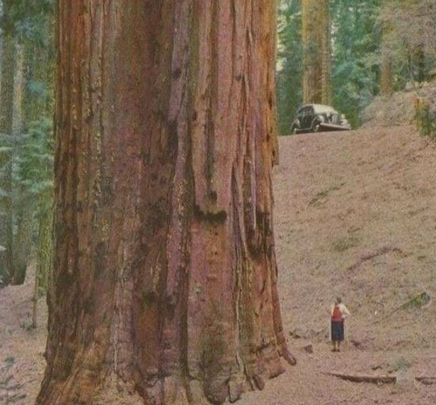 Người phụ nữ trở nên nhỏ bé khi đứng cạnh một cây Sequoia khổng lồ vào khoảng năm 1950.