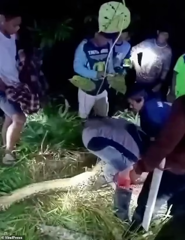 "Lúc đầu, chúng tôi lo lắng mẹ tôi có thể bị lạc hoặc bị thương trong lúc làm việc. Sau đó, chúng tôi tìm kiếm bà trong đồn điền cao su cho đến khoảng 21 giờ thì phát hiện một con trăn lớn nằm im trên bãi cỏ", anh Nurdin kể lại.