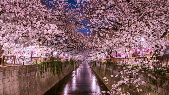 Mỗi mùa xuân, các công viên và đường phố Tokyo lại ngập tràn sắc hồng khi hoa anh đào nở rộ khắp thành phố. Lễ hội hoa anh đào Hanami truyền thống là một sự kiện được yêu thích ở Tokyo. Ảnh: GT.