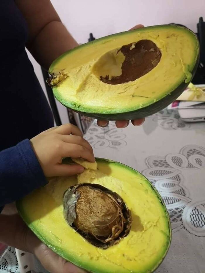 Quả bơ Yucatan khổng lồ.