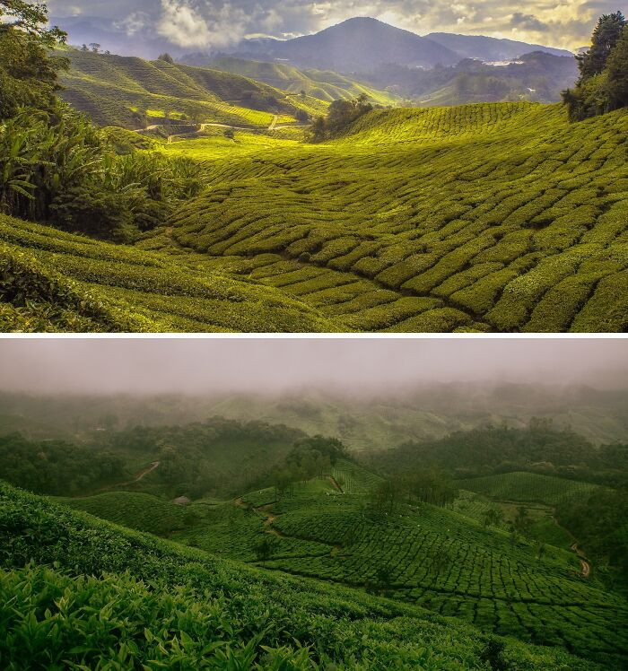 Cao nguyên Cameron ở Malaysia có nét tương đồng với vùng Munnar của Ấn Độ.