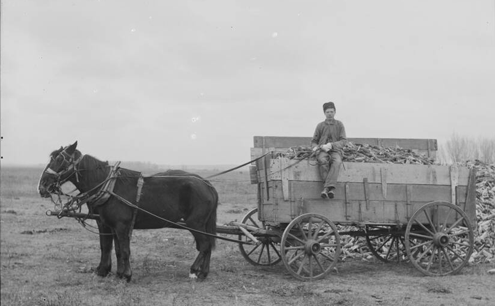 Một người thu hoạch ngô làm việc ở Lexington vào khoảng năm 1905.