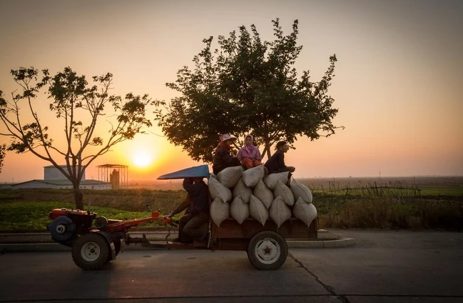 Người nông dân chở ngũ cốc bằng máy kéo nhỏ.
