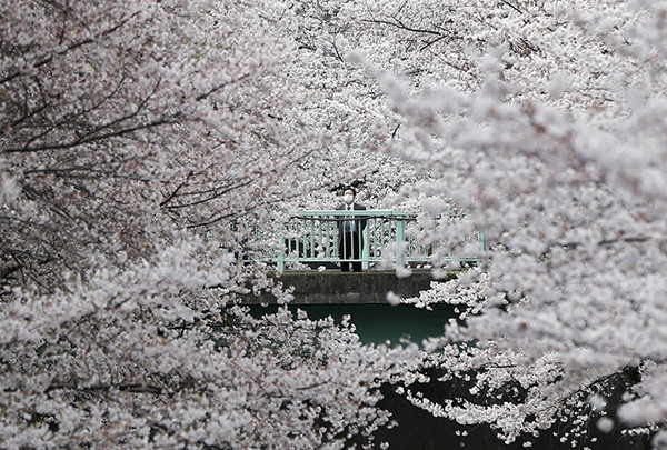 Một người đàn ông thưởng thức vẻ đẹp của hoa anh đào nở rộ ở thủ đô Tokyo, Nhật Bản, hồi tháng 4/2016.