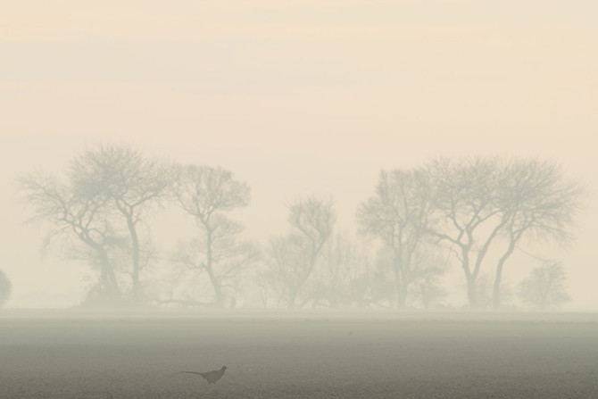 Cảnh tượng mờ ảo ở Lincolnshire, Anh. (Nguồn ảnh: Al Jazeera).