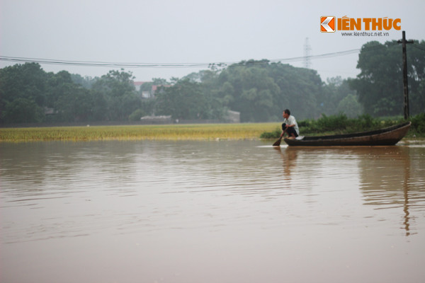 Chịu ảnh hưởng của mưa lớn kéo dài, đến chiều ngày 18/9, mực nước sông Bùi chảy qua khu Tiên Trương (Xuân Mai, Chương Mỹ, Hà Nội) vẫn chưa có dấu hiệu giảm. Nước dâng cao khiến hàng trăm ha hoa màu, lúa đang vào vụ thu hoạch của người dân nơi đây bị ngập úng.