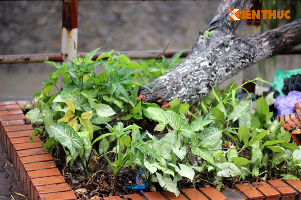 Một số cây liễu khác ở lô số 9 đường Phạm Hùng bị gãy, thân cây chưa lìa khỏi gốc.