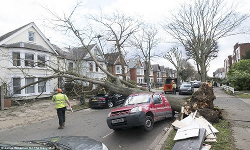 Cây đổ làm hư hại một ngôi nhà và hai chiếc ô tô ở Chiswick, London. Ảnh: Daily Mail.