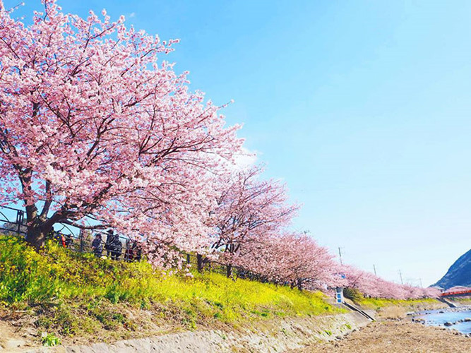 Kawazu nằm trên bán đảo Izu, chỉ 2 giờ đi tàu từ ga Tokyo.
