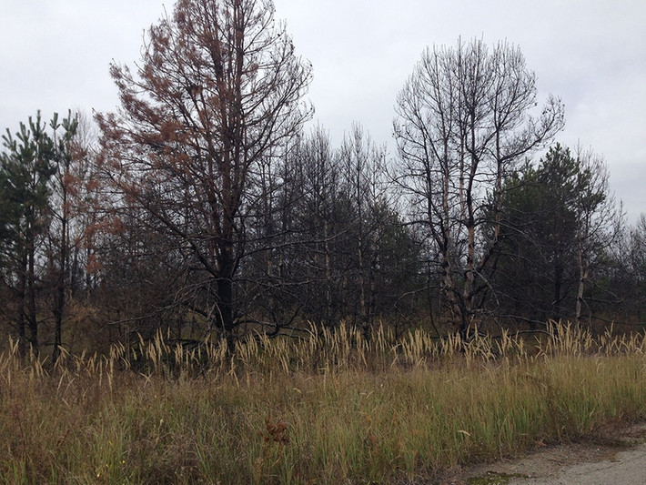 Cây cối mọc um tùm ở khu vực xảy ra thảm họa hạt nhân Chernobyl.