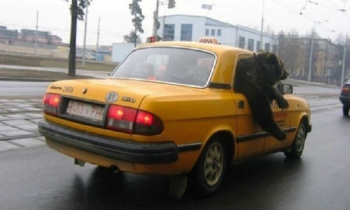 Gấu cũng là một “công dân” ở nước Nga. Chúng có thể đi taxi.