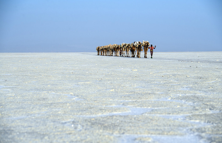 Những chú lạc đạc chở muối đi qua khu vực lòng chảo Danakil Depression, một trong những địa điểm nóng nhất thế giới, ngày 22/1/2017. Ảnh: The Atlantic.