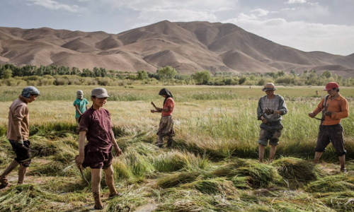 Người dân Afghanistan thu hoạch lúa mỳ ở Nayak, Yakawalang, ngày 15/8. Ảnh: Getty Images.
