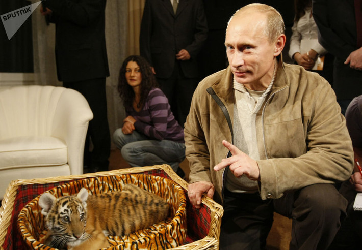 Tổng thống Putin bên chú hổ con 2,5 tháng tuổi mà ông nhận được trong dịp sinh nhật trước đó. Ảnh: Sputnik.