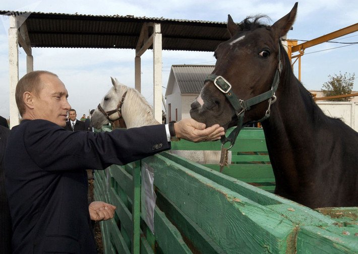 Ông Putin cho ngựa ăn khi tới thăm một trại gia súc ở vùng Saratov. Ảnh: Sputnik.
