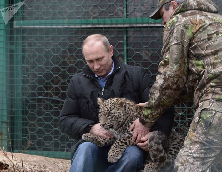 Tổng thống Putin bế một chú báo Ba Tư trong khu Vườn quốc gia Sochi. Ảnh: Sputnik.
