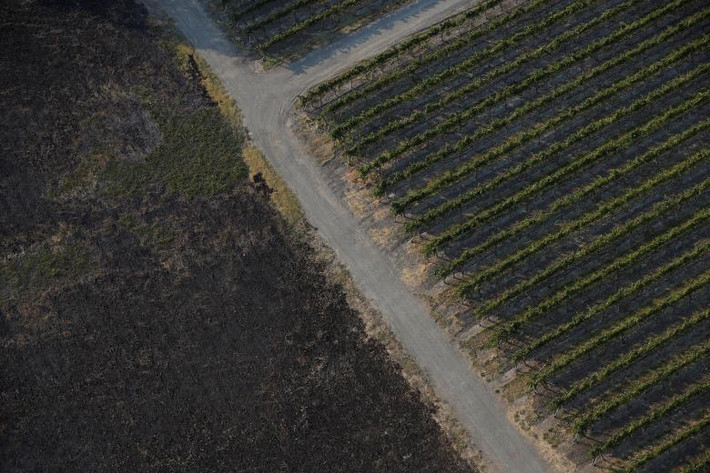 Một bên cánh đồng nho cháy thành tro ở Santa Rosa. Ảnh: Reuters.