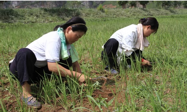 Hai người phụ nữ làm cỏ trên cánh đồng lúa ở Sohung, tỉnh Bắc Hwanghae. Ảnh: AP.