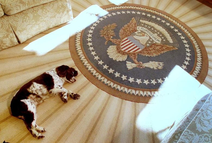 Spot, chú chó cưng của gia đình Tổng thống Mỹ George W. Bush, nằm trên tấm thảm trong Phòng Bầu dục của Nhà Trắng, ngày 20/1/2001.