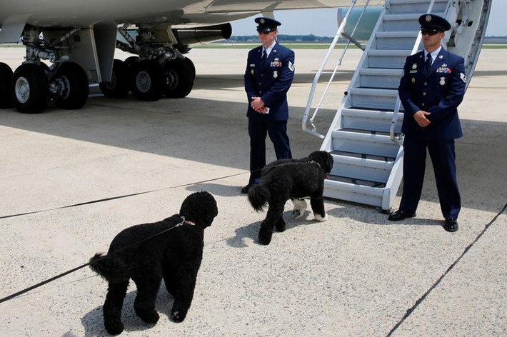 Hai chú chó cưng Sunny và Bo của gia đình ông Obama chuẩn bị lên chiếc Không lực Một tại Maryland để tới Massachusetts ngày 6/8/2016.