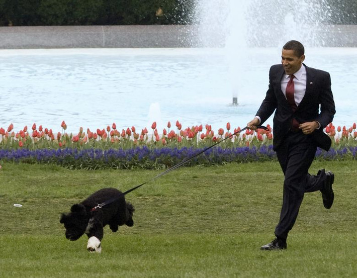 Tổng thống thứ 44 của Mỹ Barack Obama đã nhận nuôi chú chó giống Bồ Đào Nha tên Bo vào tháng 4/2009 và chú chó Sunny vào năm 2013. Ảnh: Ông Obama dắt chú chó Bo trên bãi cỏ phía nam của Nhà Trắng ngày 14/4/2009.