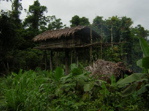 Mái nhà được làm bằng tre và lá cọ. Ảnh: Wikipedia.