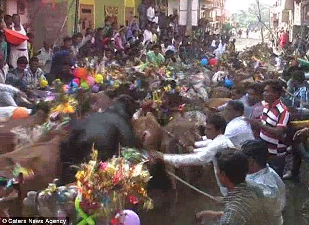 Đây là một phần trong nghi thức tôn giáo của đạo Hindu, đánh dấu Ekadeshi – một ngày may mắn sau lễ hội Diwali.