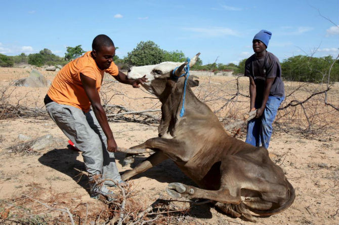 Hai người đàn ông khiêng một chú bò ốm yếu ở Masvingo, Zimbabwe ngày 21/1/2016.