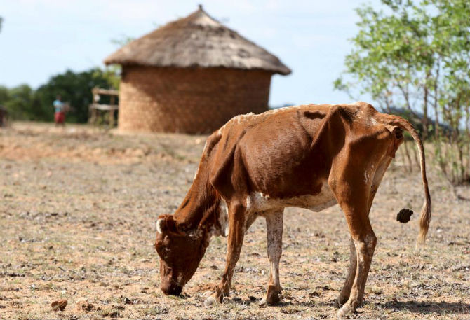 Chú bò kiếm thức ăn trên vùng đất khô cằn ở Masvingo, Zimbabwe ngày 21/1/2016.