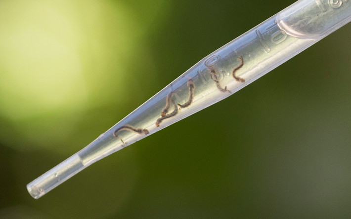 Ấu trùng của muỗi Aedes được tìm thấy bên trong một nhà kho ở Recife, Brazil.