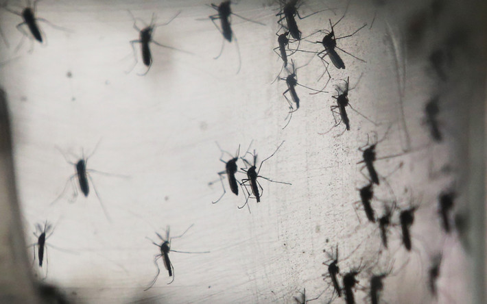 Trường hợp nhiễm virus Zika từ loại muỗi Aedes lần đầu tiên được phát hiện tại Uganda năm 1947 và năm 2014 xuất hiện ở Châu Mỹ. Theo WHO, virus này có thể gây tổn thương não cho trẻ sơ sinh ở Brazil.