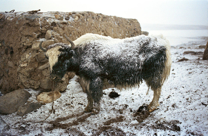 Người Wakhi và Kyrgyz định cư ở vùng đất Wakhan Corridor vì nơi đây có những đồng cỏ rộng lớn cung cấp nguồn thức ăn cho đàn gia súc của họ.