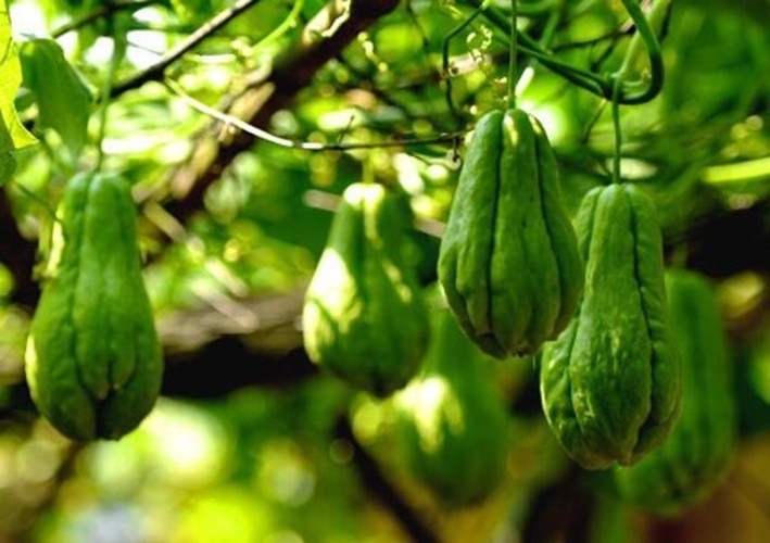 Một nghiên cứu được công bố vào năm 2014 trên Tạp chí Hóa học Nông nghiệp và Thực phẩm nhấn mạnh, chiết xuất su su đã được chứng minh là giảm mức cholesterol, cũng có thể giúp ngăn ngừa và cải thiện bệnh gan nhiễm mỡ.