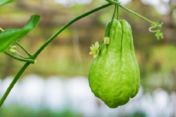 Su su là một loại cây lấy quả ăn, thuộc họ bầu bí. Su su được bán quanh năm nhưng mùa cao điểm là vào mùa thu. (Nguồn ảnh: BE, minh họa)