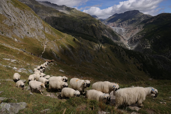 Đàn cừu mũi đen Valais đi dọc theo đường mòn trên núi gần Belalp, Thụy Sĩ.