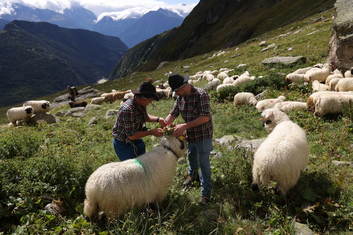 Người chăn cừu đội vòng hoa lên đầu một chú cừu mũi đen Valais ngày 7/9/2024.