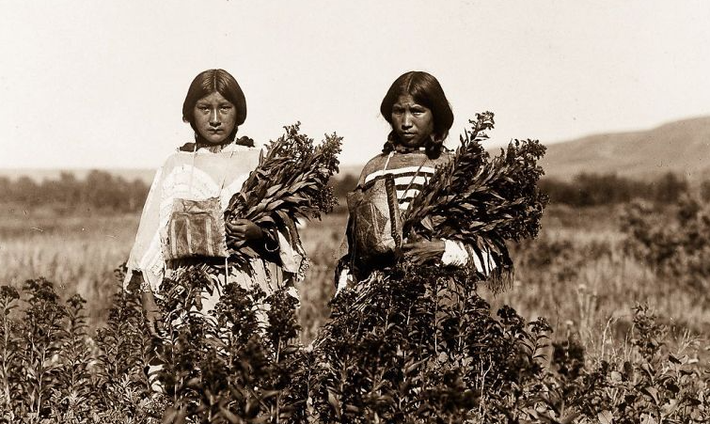 Hai cô gái Piegan thu hoạch cây goldenrod năm 1910.