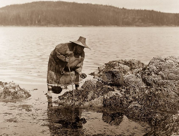Trong ảnh, một người Kwakiutl tìm bào ngư ở Washington năm 1910. (Nguồn ảnh: BP)